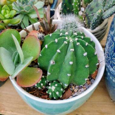 Echinopsis subdenudata 'Dominos'