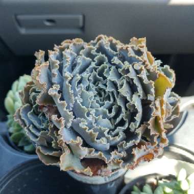 Echeveria Shaviana Truffles