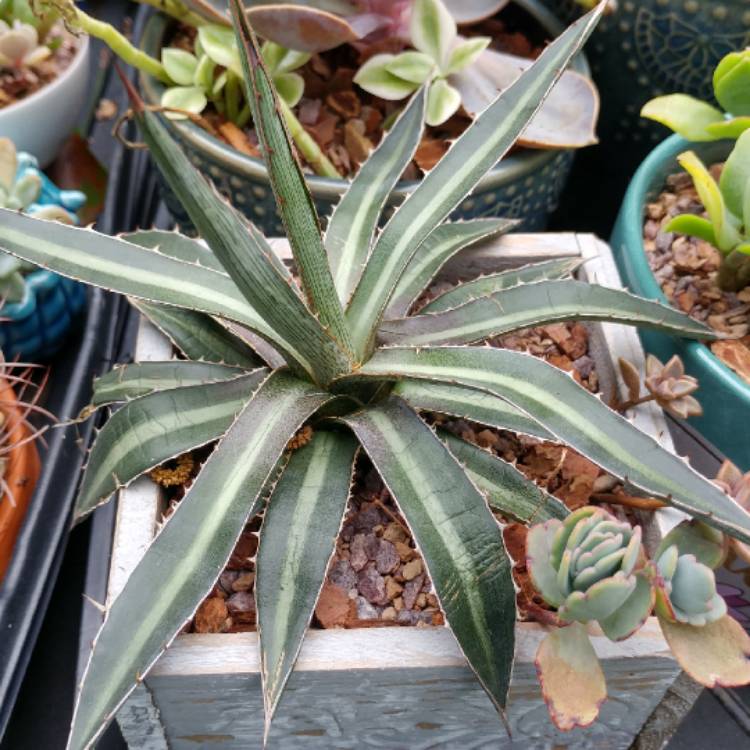 plant image 1076407
