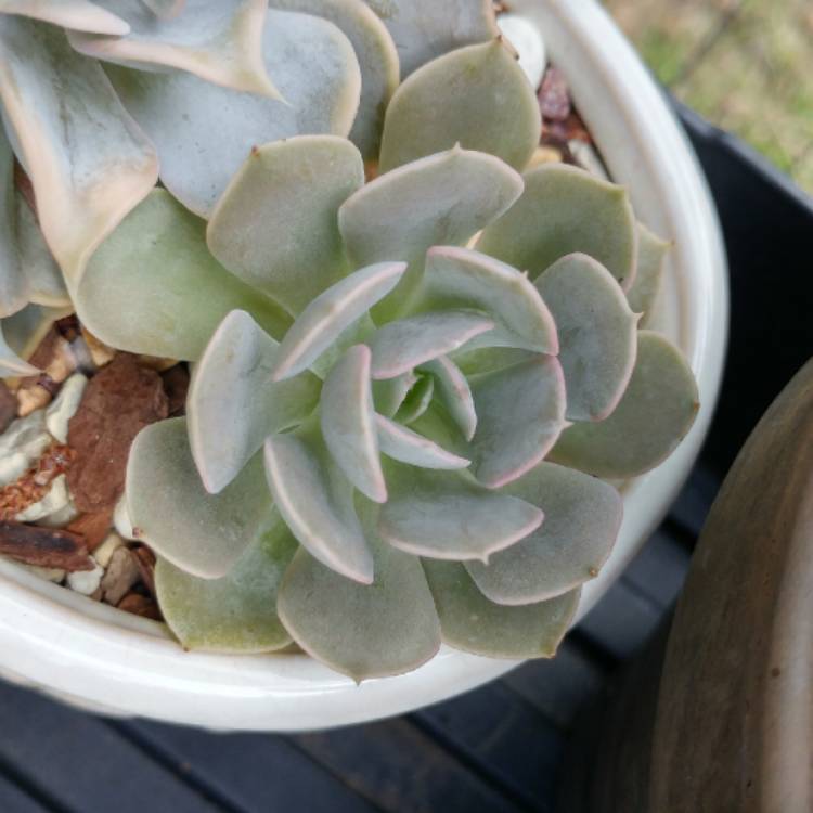 plant image 1076419