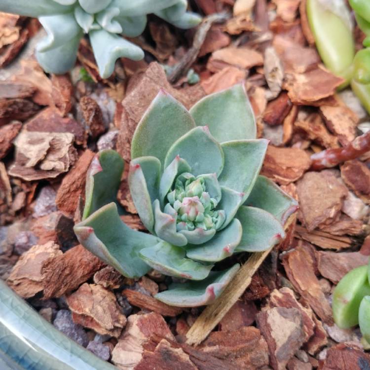 plant image 1076441 plant image 1076441