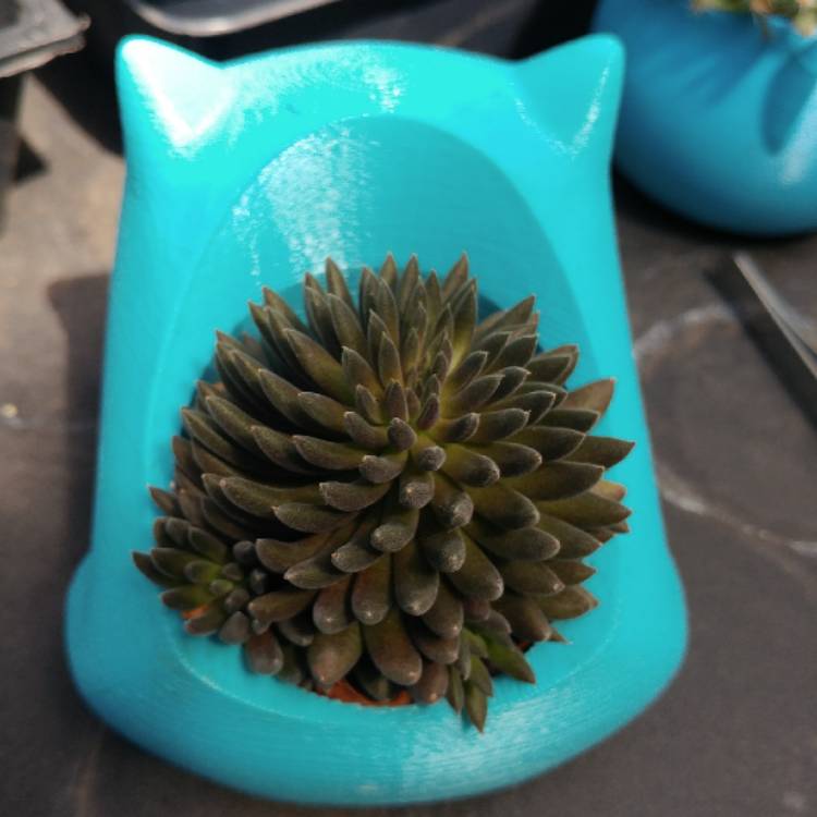 plant image 1076462