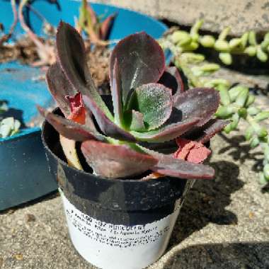 hailstarscream's plant