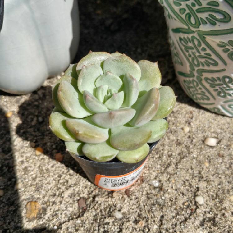 plant image 1235951