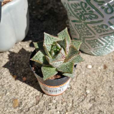 Echeveria 'Purpusorum'