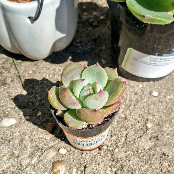 plant image 1235958