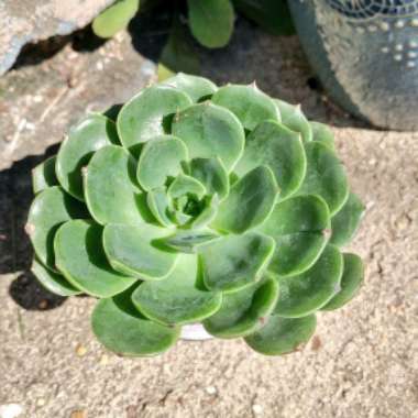 Felix's garden