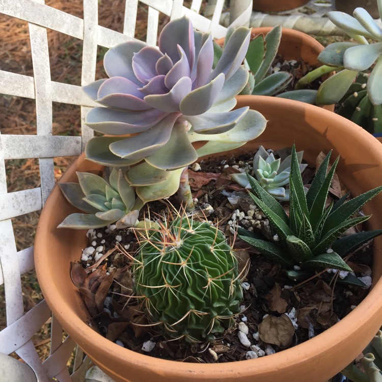 plant image 557685
