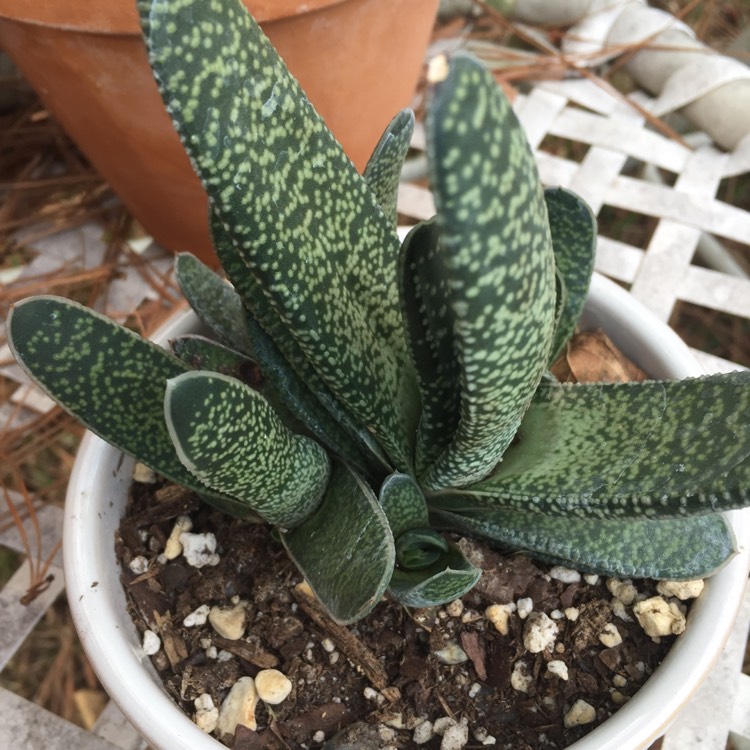 Plant image Gasteria pillansii var. pillansii (Mini)