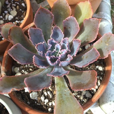 Echeveria Neon Breakers