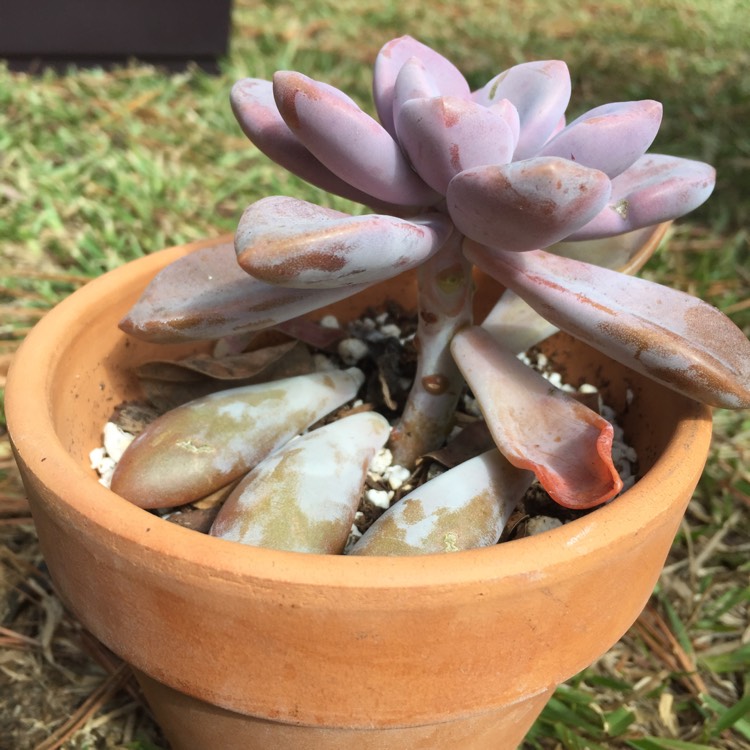 plant image 560458