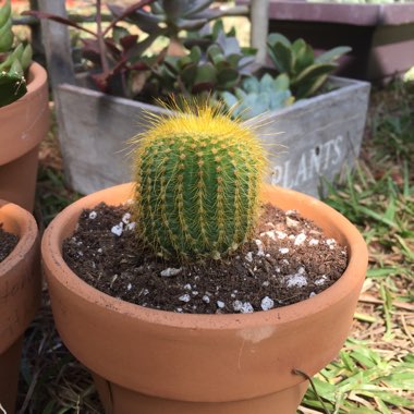 Parodia leninghausii