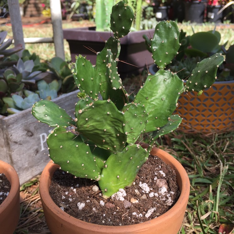 Plant image Opuntia Argentina