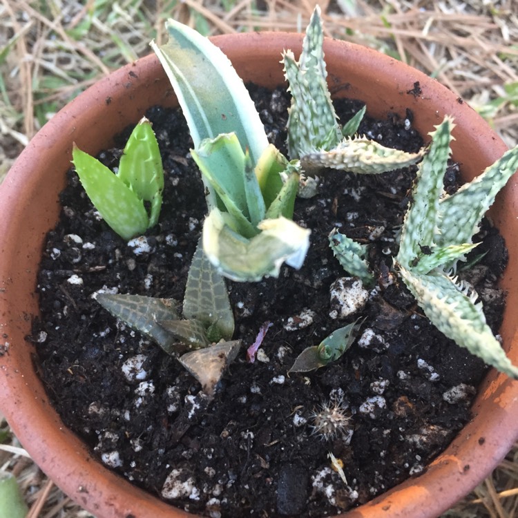 Plant image Agave Americana 'Marginata'