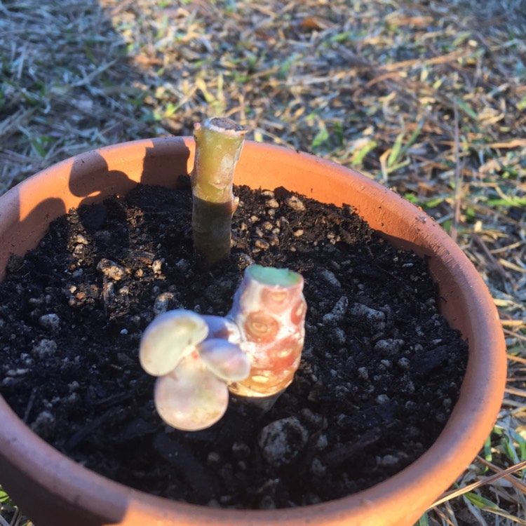 plant image 572844