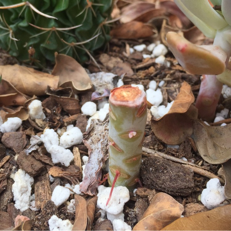 plant image 576005