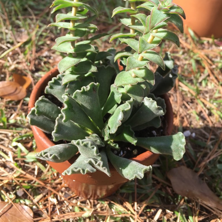 Plant image Adromischus cristatus