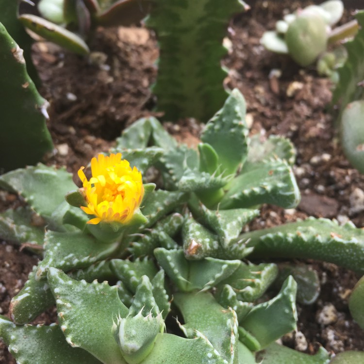 Plant image Faucaria felina ssp. tuberculosa