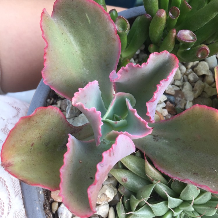 Plant image Echeveria Tutti Frutti