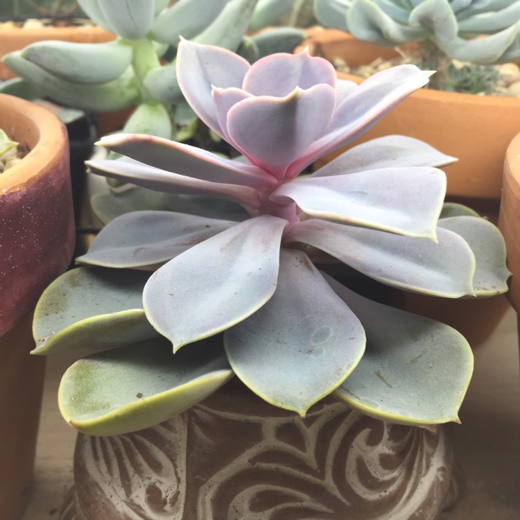 plant image 608227