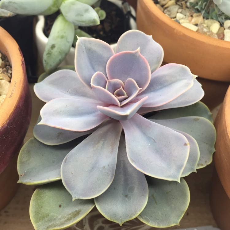 plant image 608228