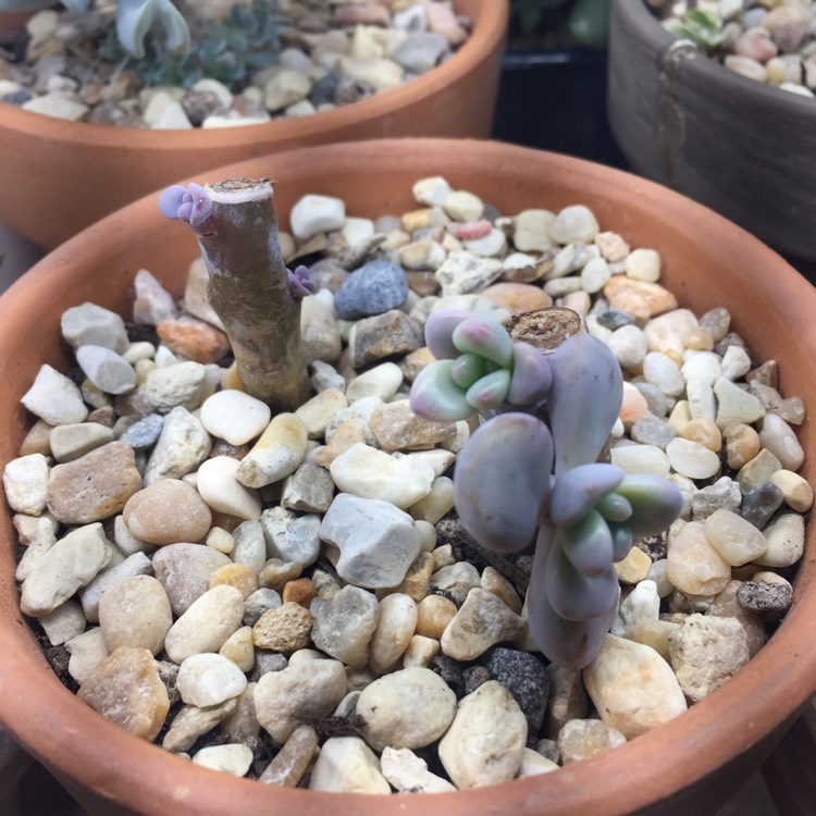 plant image 608229