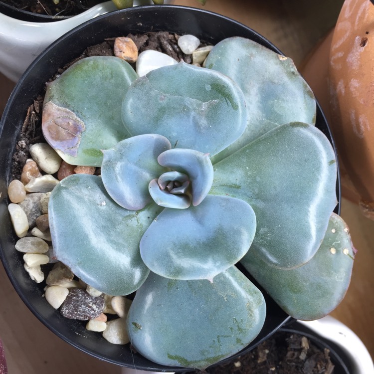 Plant image Echeveria Dusty Rose