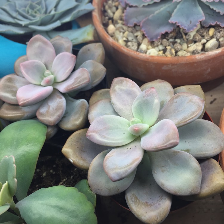 plant image 608309