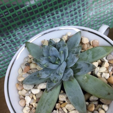 Pachyphytum compactum
