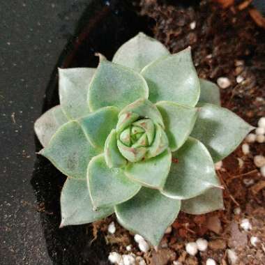 Echeveria Gilva