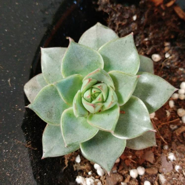 Plant image Echeveria Gilva