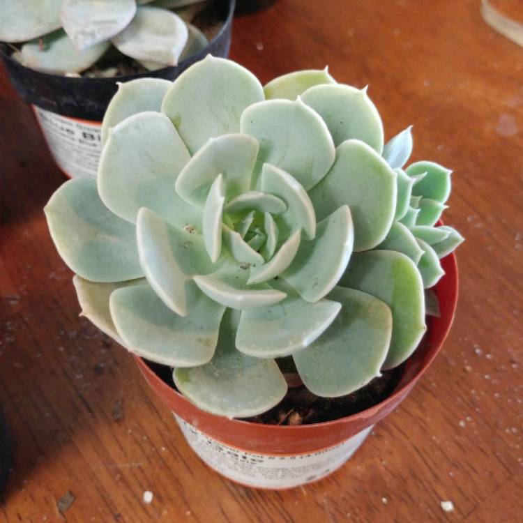 Plant image Echeveria Holy Gate