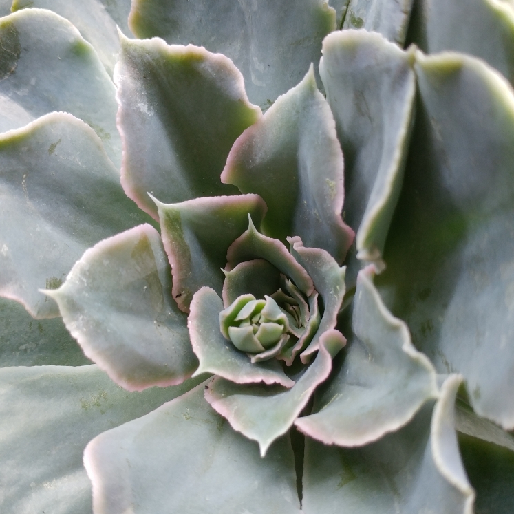 plant image 636484 plant image 636484
