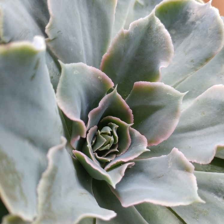 plant image 636485 plant image 636485