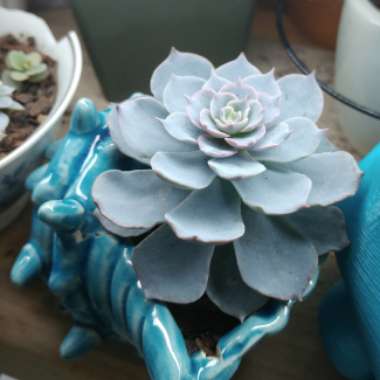 Echeveria Desmetiana v. Subsesslis