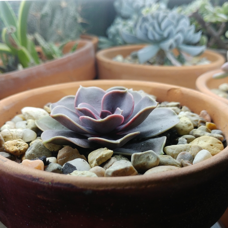 plant image 636505 plant image 636505