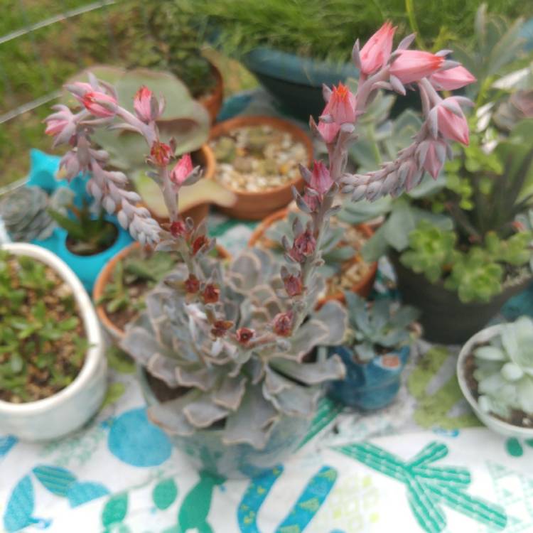 plant image 725011 plant image 725011