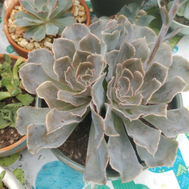 plant image 725012 plant image 725012
