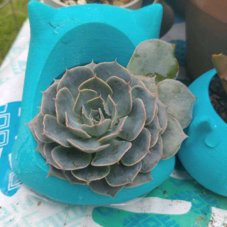 plant image 725028 plant image 725028