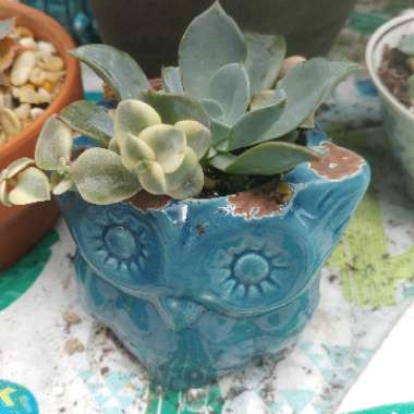 Echeveria Blue Prince
