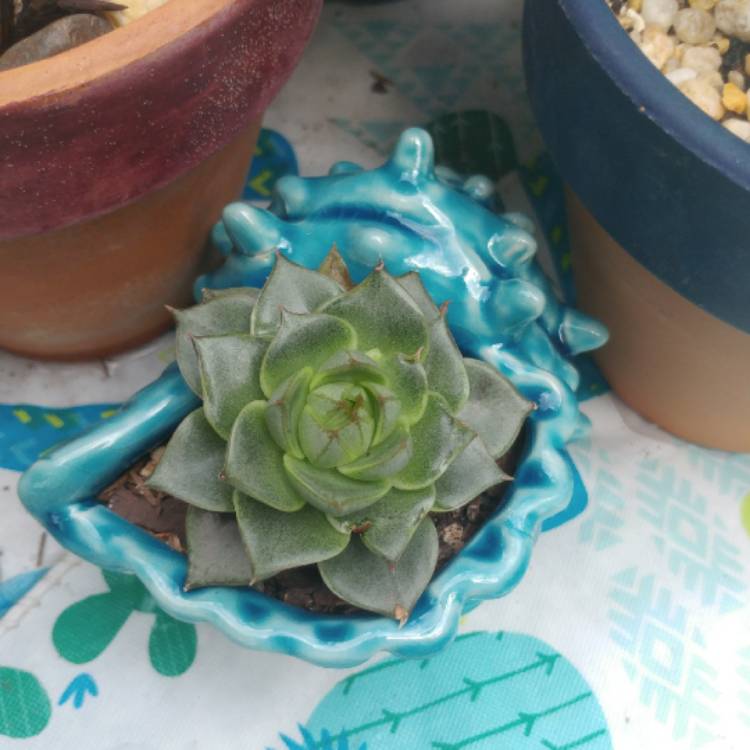 plant image 725050