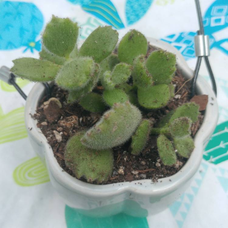 plant image 725055 plant image 725055