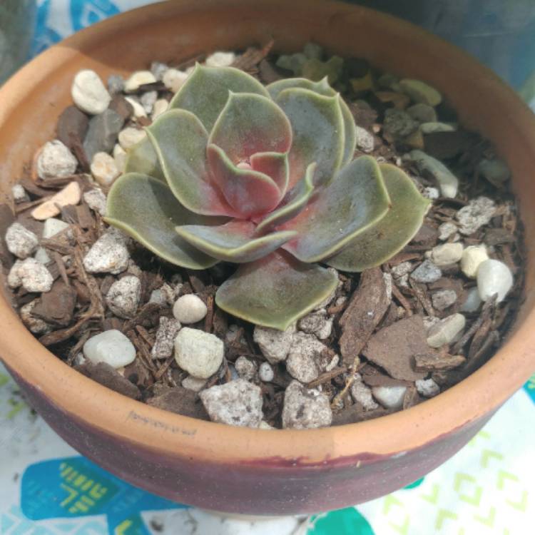 plant image 725080 plant image 725080