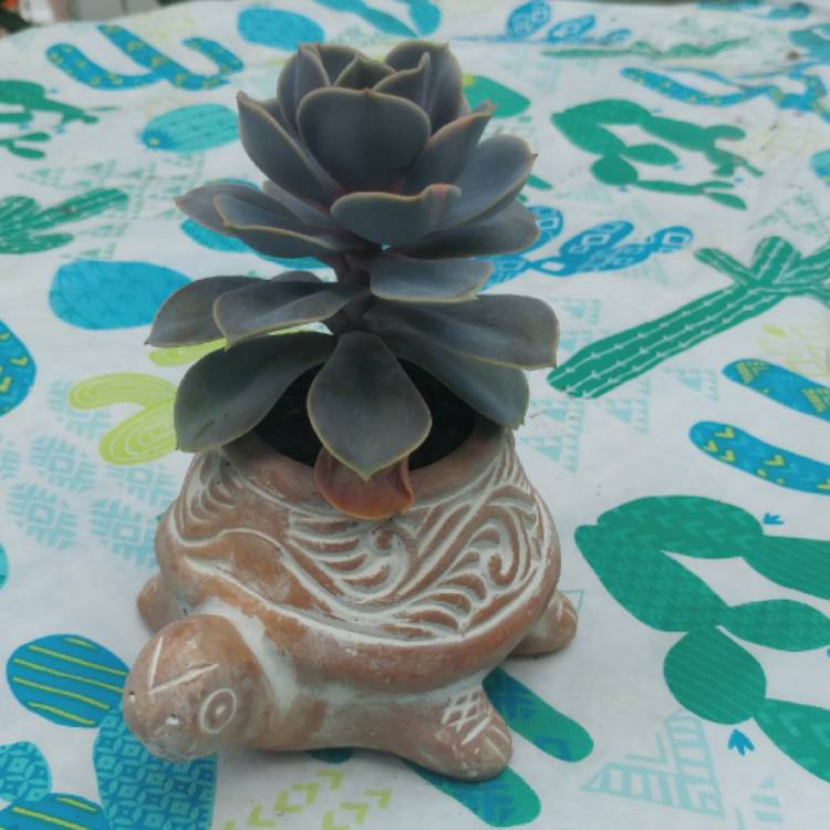 plant image 725086
