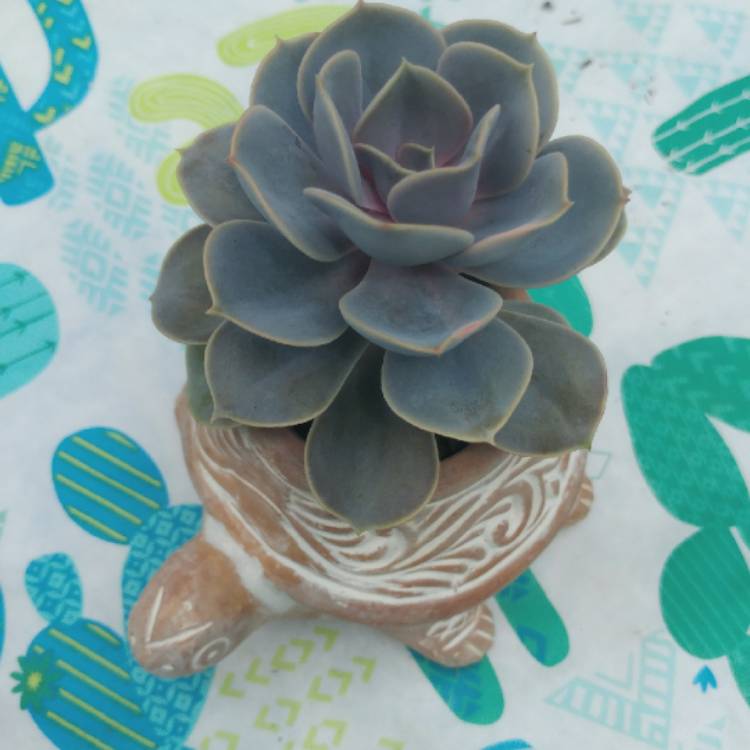 plant image 725089