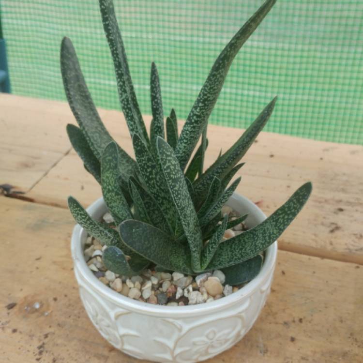 plant image 725122 plant image 725122