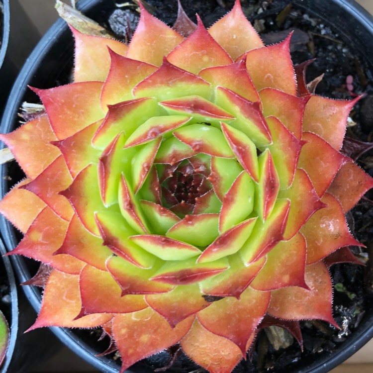 Plant image Sempervivum Sunset