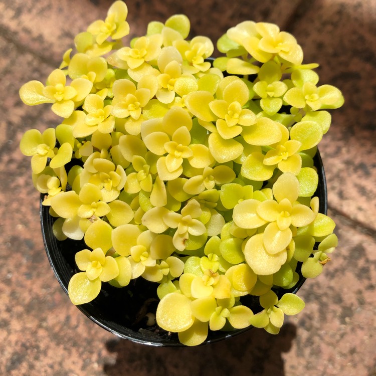 Plant image Sedum Makinoi Ogon