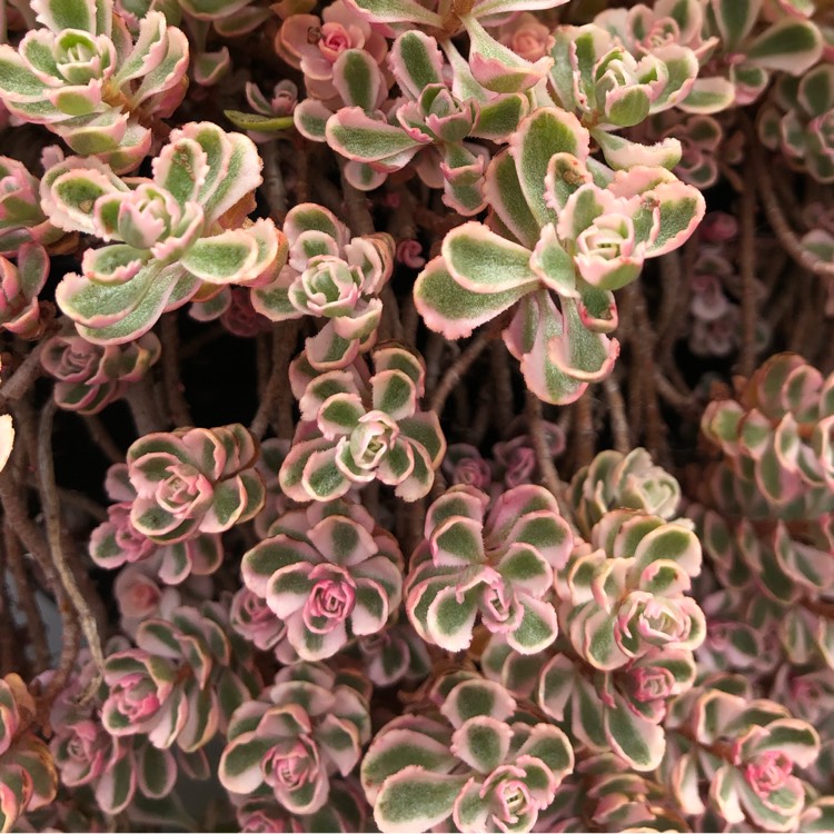 Plant image Sedum Spurium Tricolor