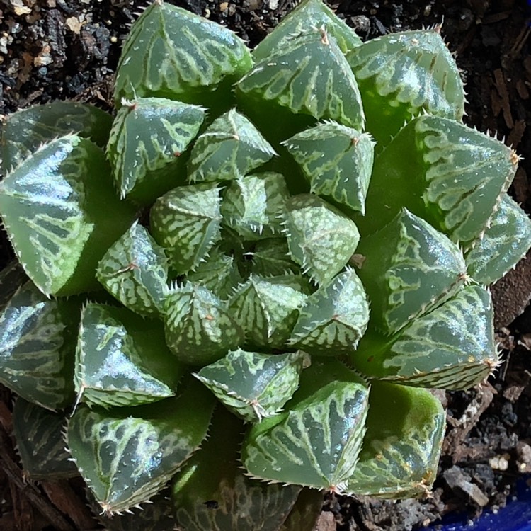 Plant image Haworthia cooperi var ' No 60' 